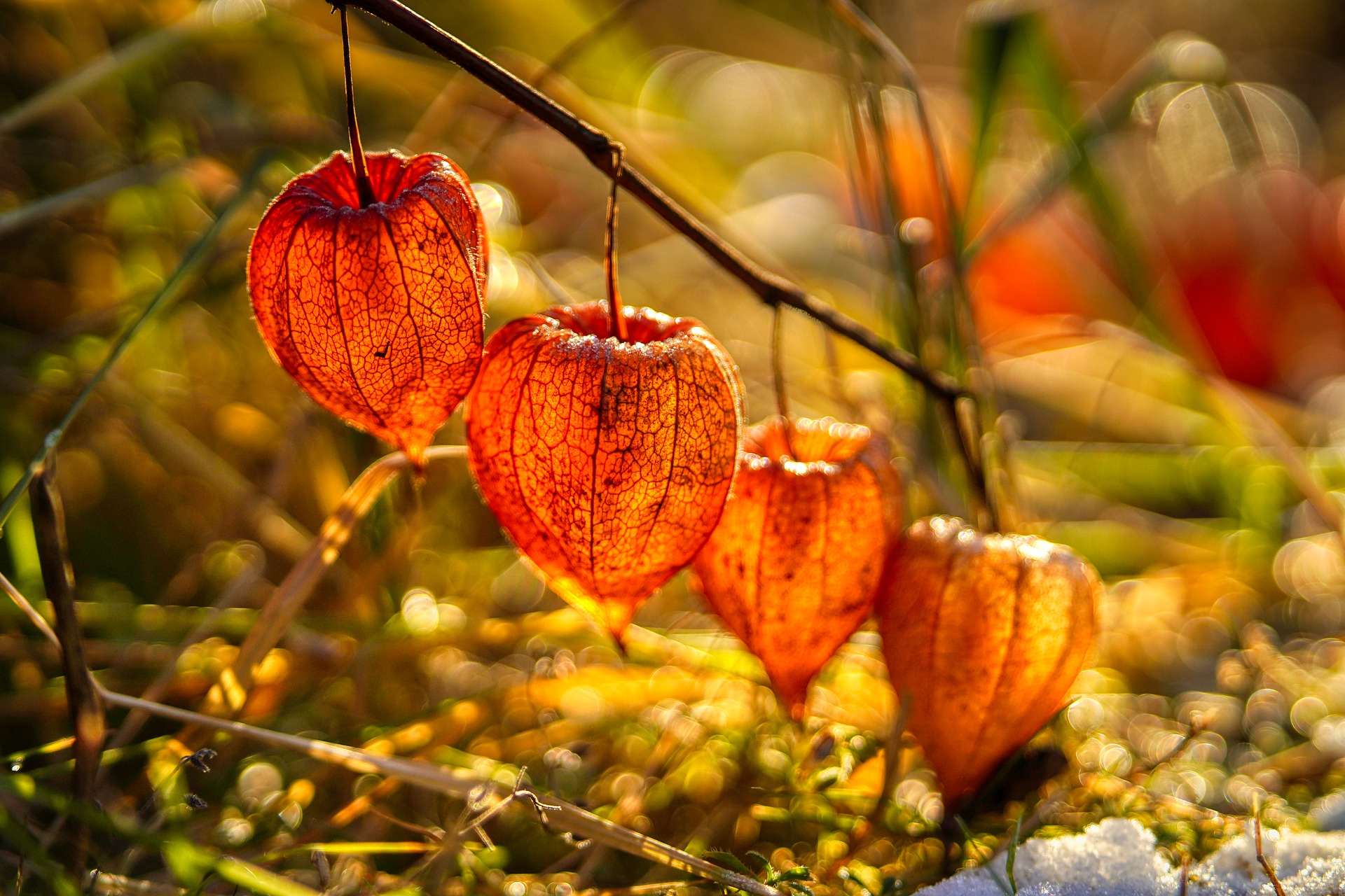 Physalis… a Fruta que Faz Milagres pela Nossa Saúde